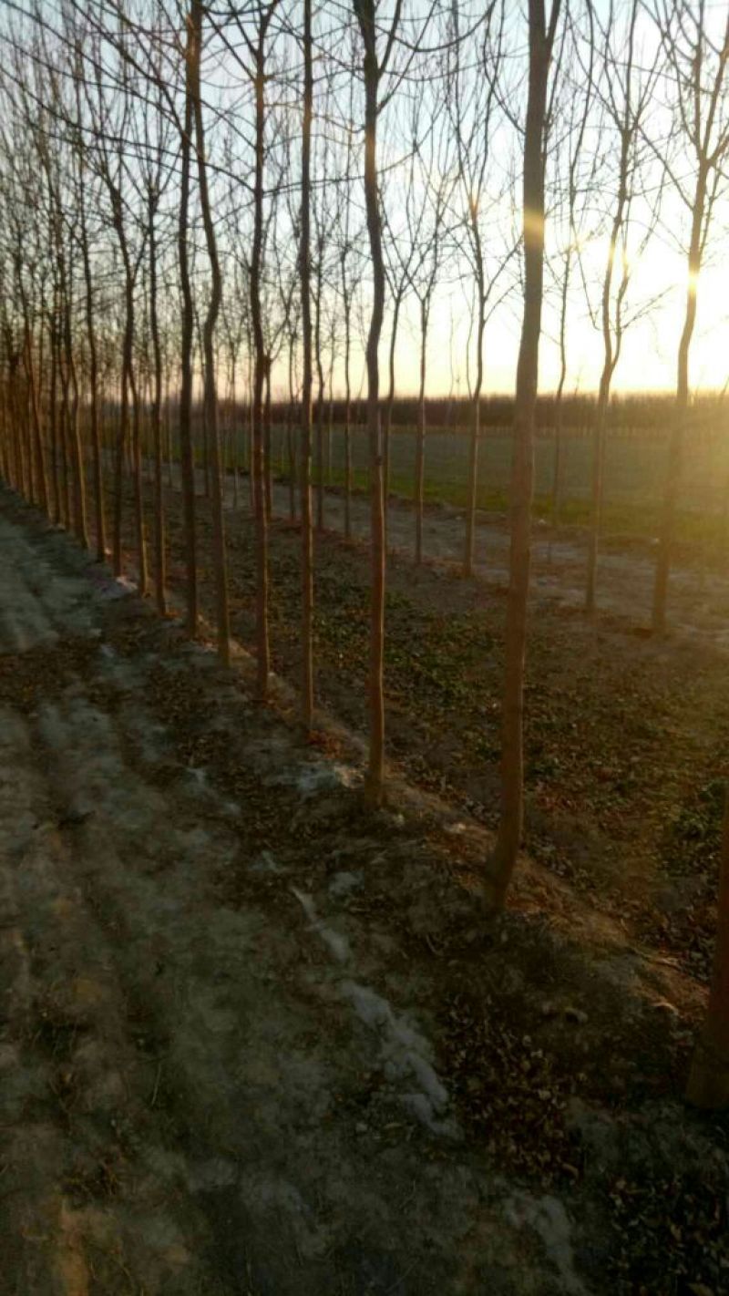 白蜡基地直发，10—22公分欢迎前来选购