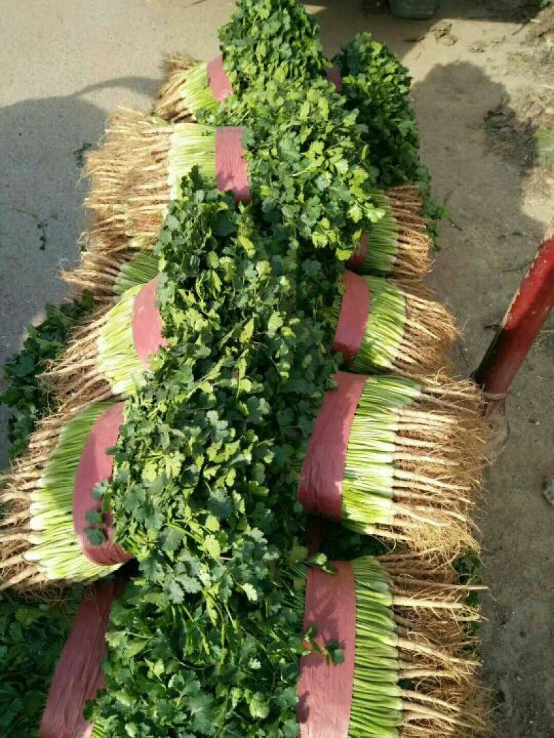 【好货】中叶铁杆青香菜量大货优诚信经营实力代办