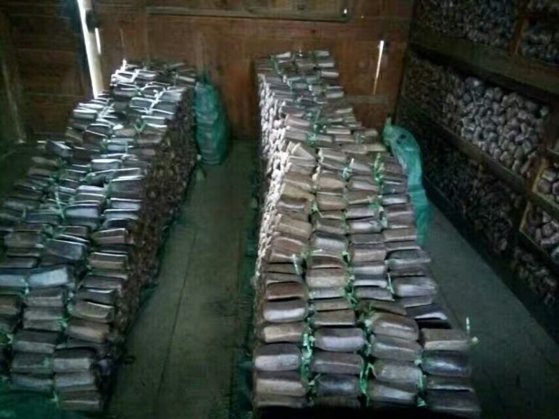 茯苓菌种栽培种