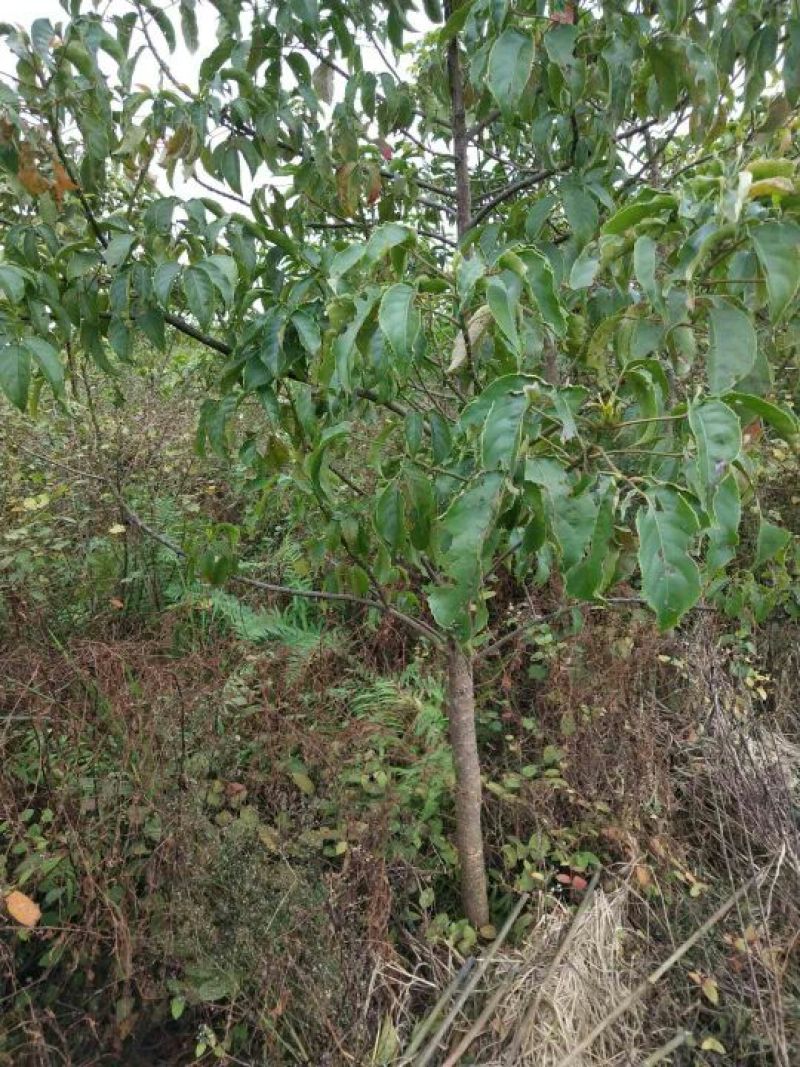 秋枫201~230cm