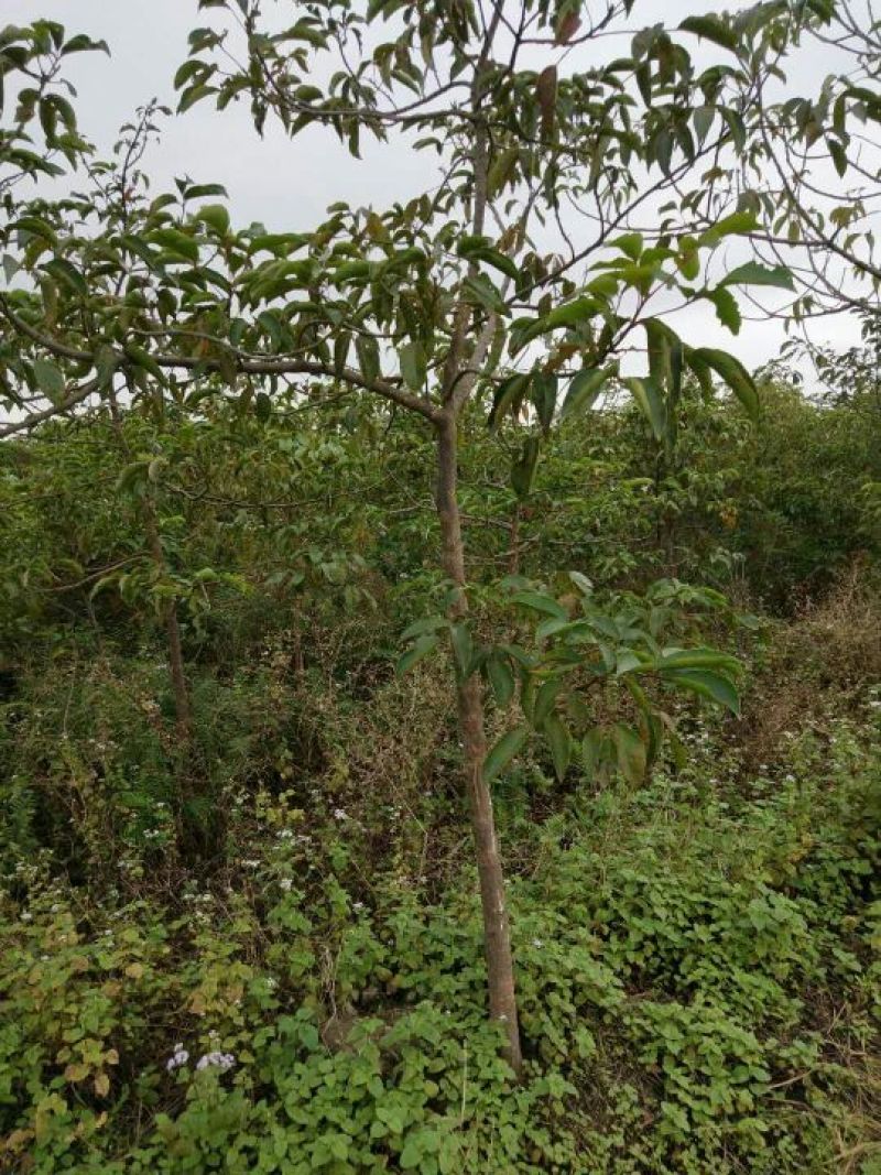 秋枫201~230cm