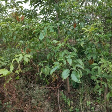 秋枫201~230cm