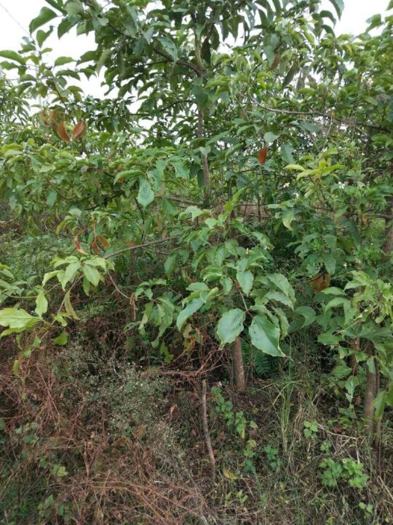 秋枫201~230cm