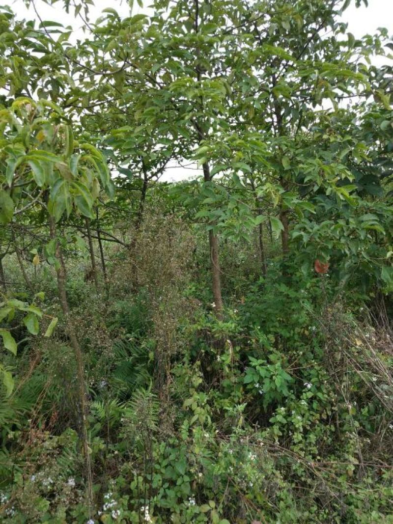秋枫201~230cm