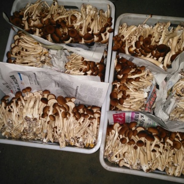黄茶树菇12cm
