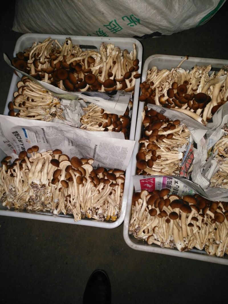 黄茶树菇12cm