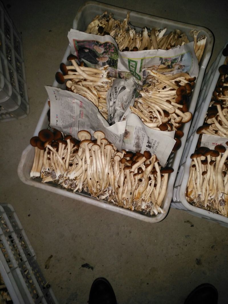 黄茶树菇12cm