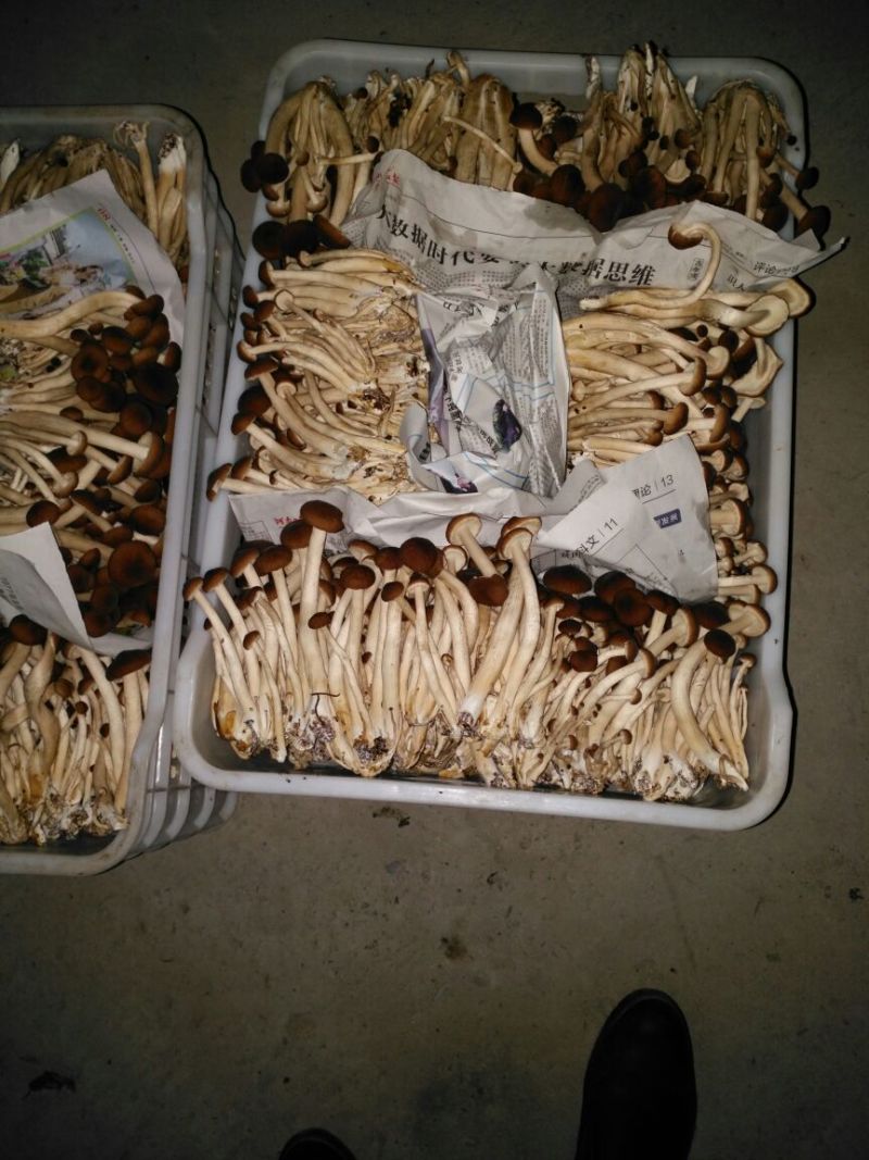 黄茶树菇12cm