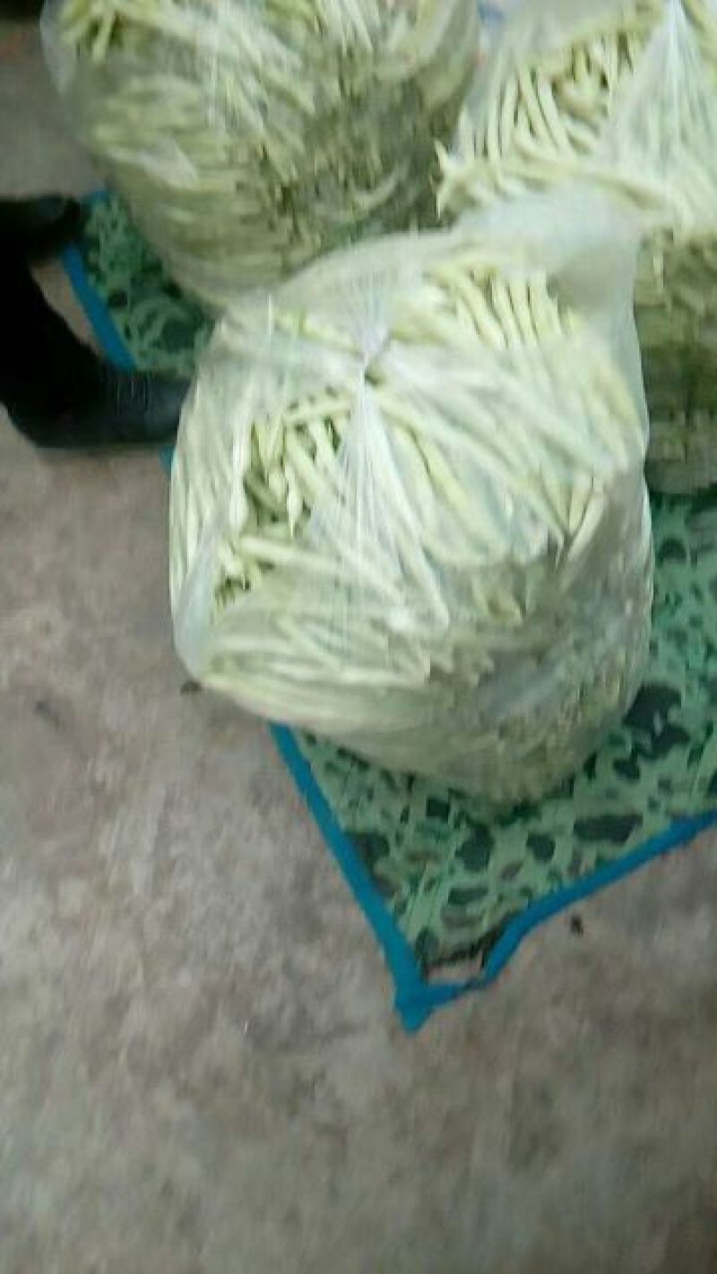 白条豆角15厘米以上