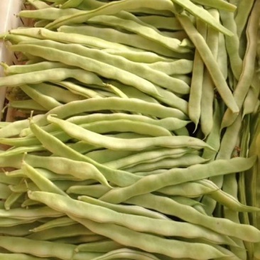 白条豆角15厘米以上