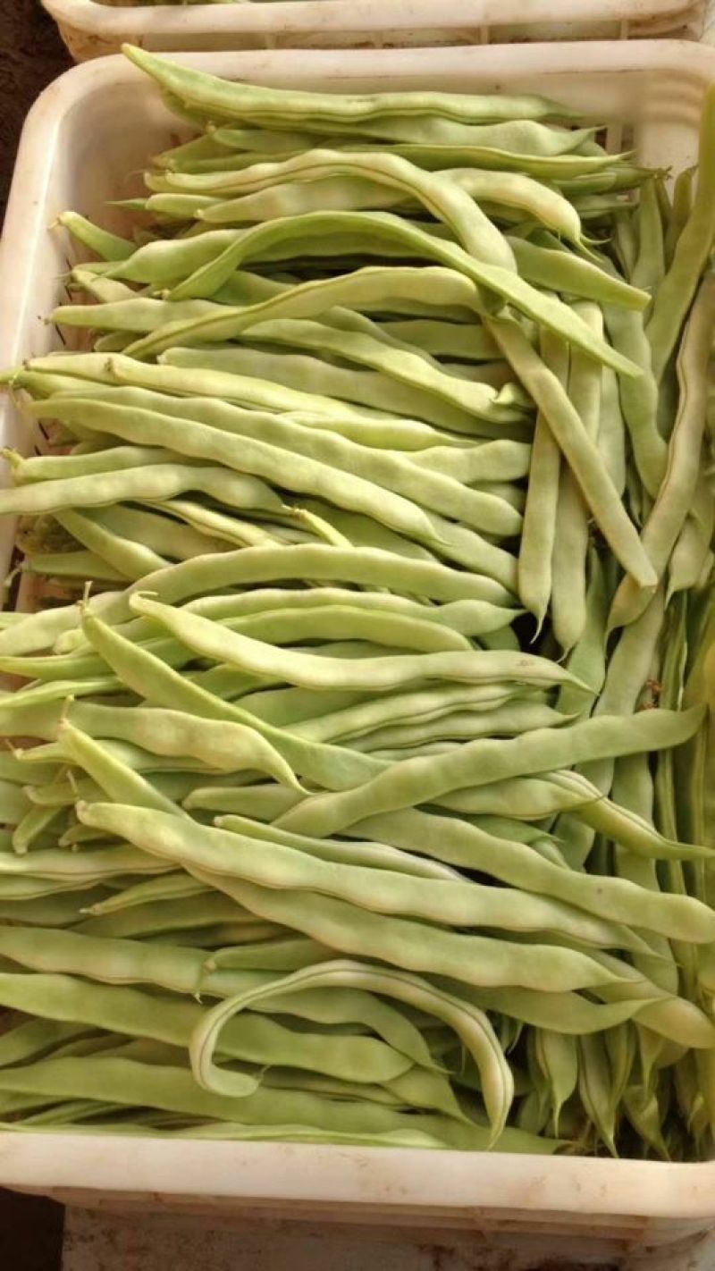 白条豆角15厘米以上