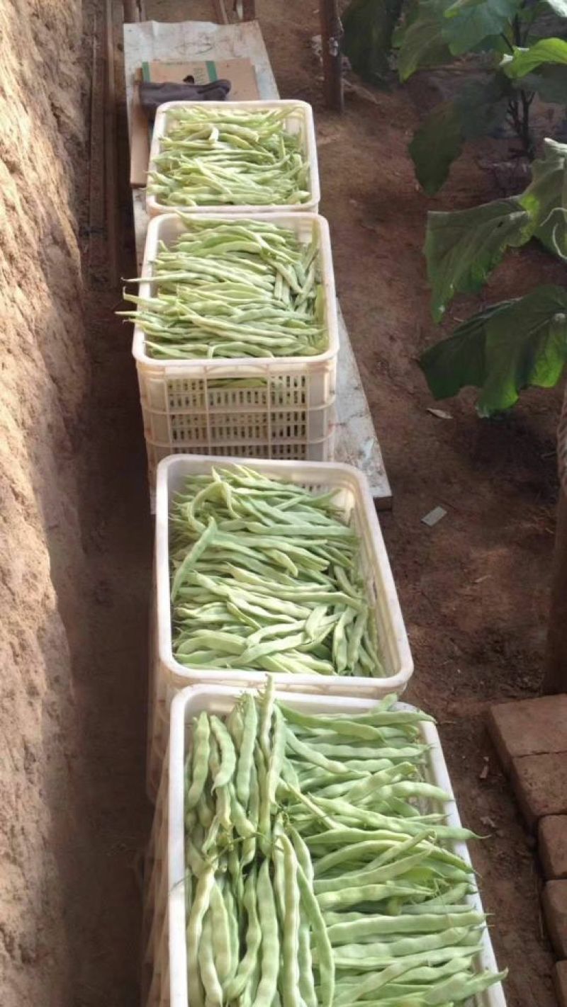 白条豆角15厘米以上