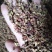(百万商家)实图拍摄,青花椒特级干.净货量大优惠