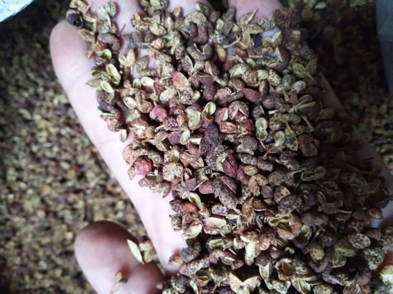 (百万商家)实图拍摄，青花椒特级干.净货量大优惠