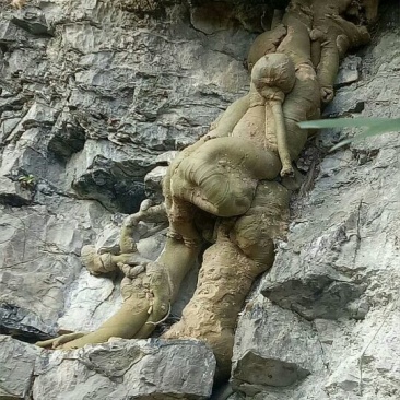 朴树50~80cm2~4cm