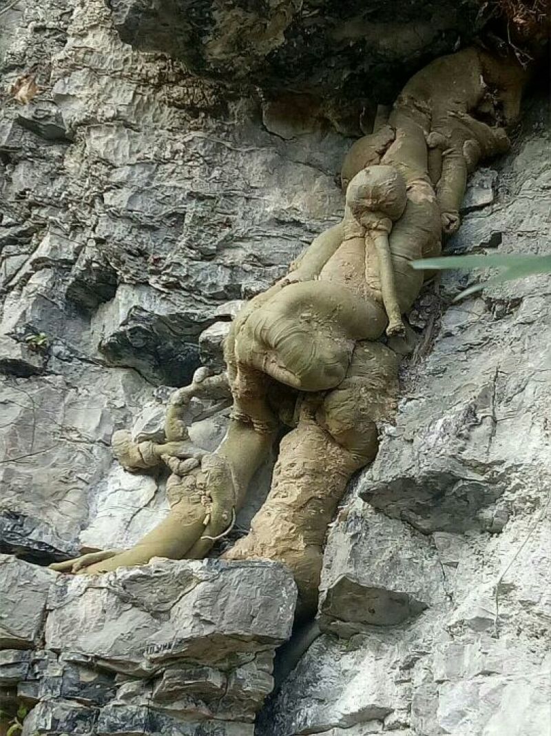 朴树50~80cm2~4cm