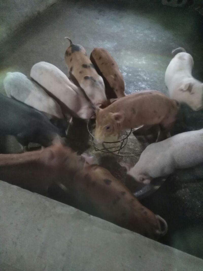 三元仔猪60~100斤