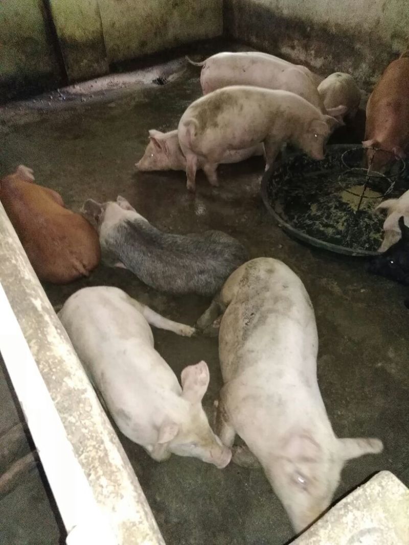 三元仔猪60~100斤