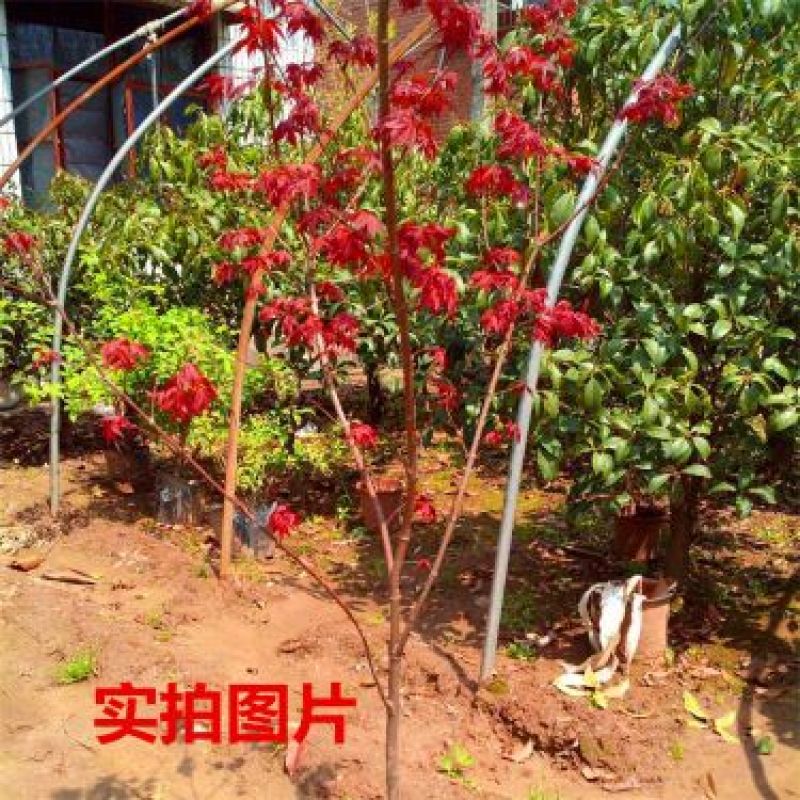 日本红枫树苗红舞姬三季红