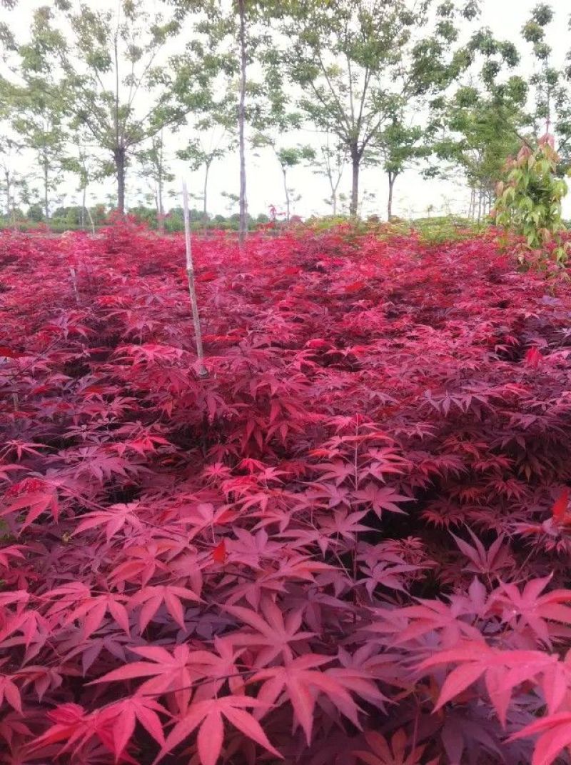 红枫树苗日本红枫中国红枫