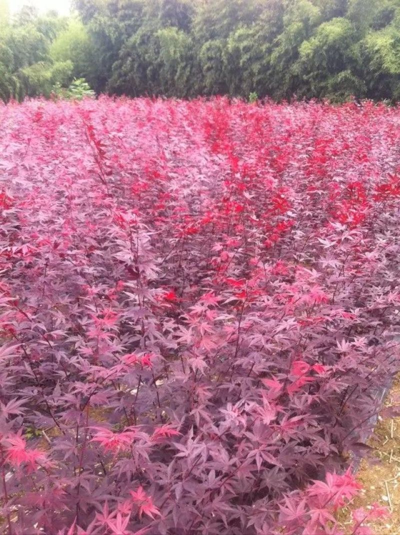 红枫树苗日本红枫中国红枫