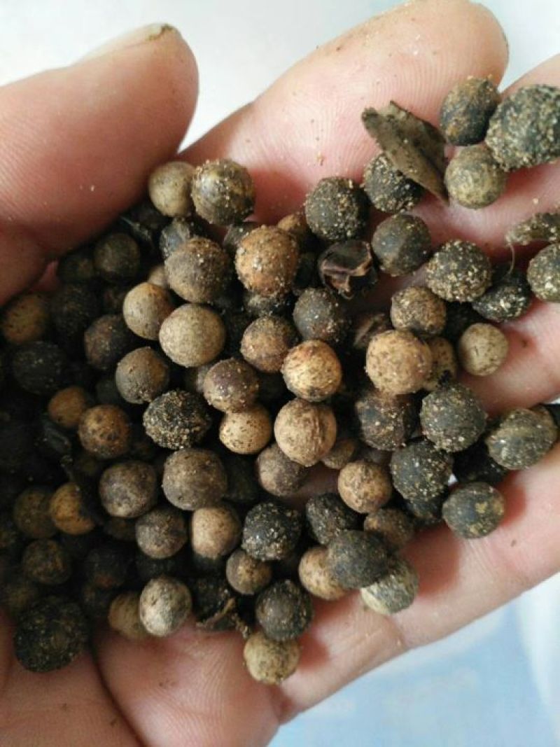 大叶香樟种子85%以上
