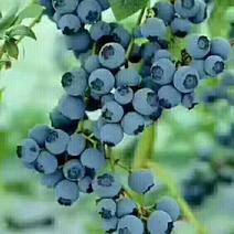 蓝莓干