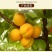 杏仁一级