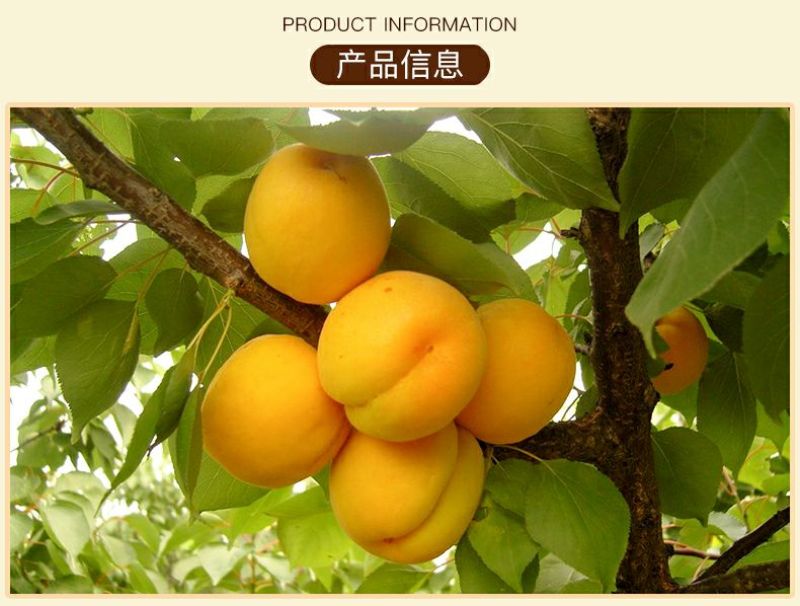 杏仁一级