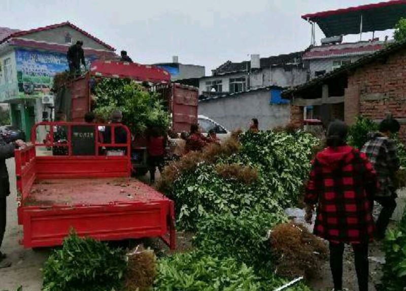 沙糖桔苗沃柑，金秋种植成活率高产量高，死苗包补