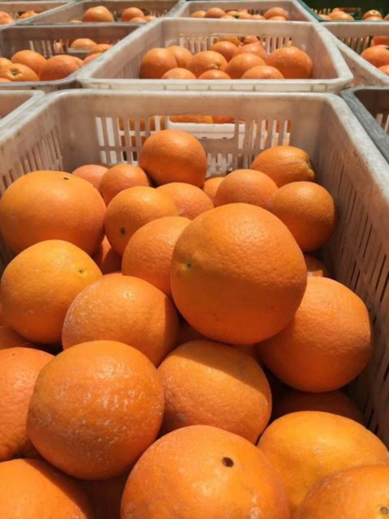 湖北秭归血橙中华红橙产地一早四季鲜果有售无中间商赚差价！