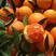 秭归中华红/早熟甜橙/纽荷尔/中华红夏橙、产地大量上市。