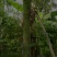 香蕉苗，良种，B六，盆栽种植成活率高产量高