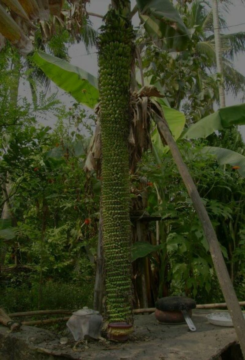 香蕉苗，良种，B六，盆栽种植成活率高产量高