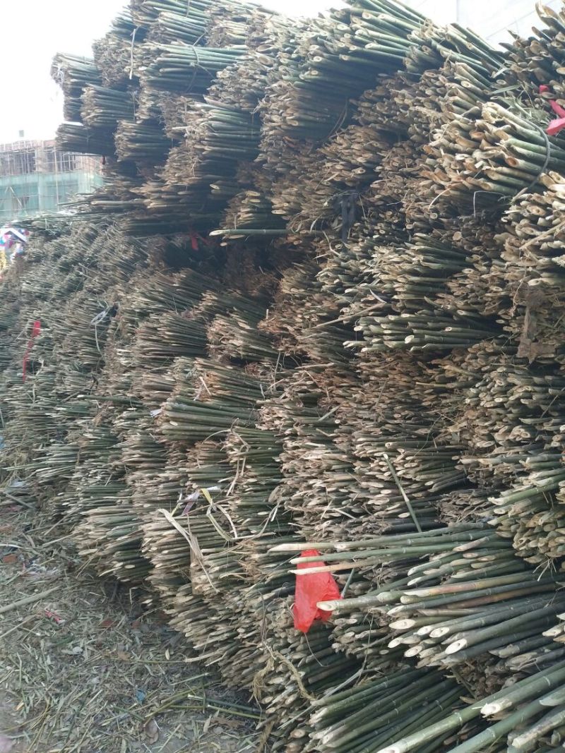 绿竹8~9m
