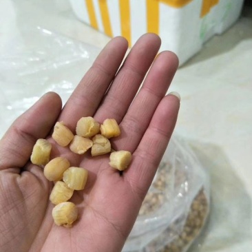 干瑶柱