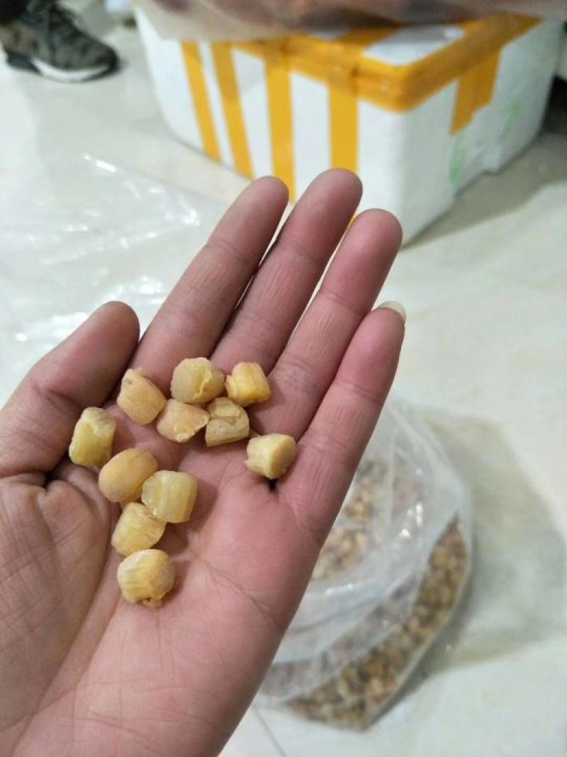 干瑶柱