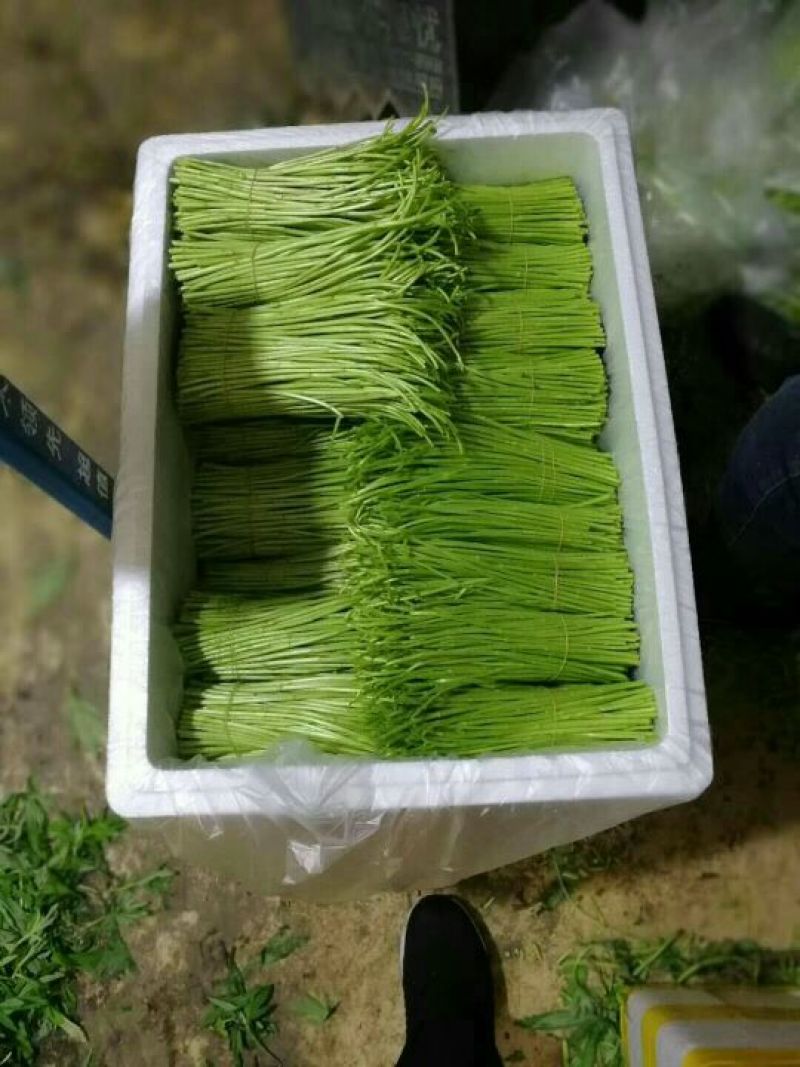 芦篙