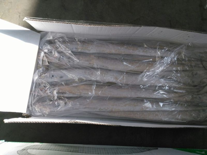 刀鱼食用冻鱼
