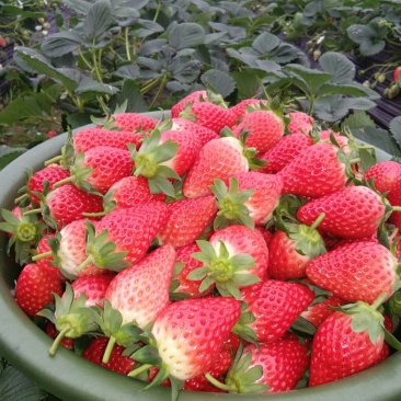 奶油草莓40~50克