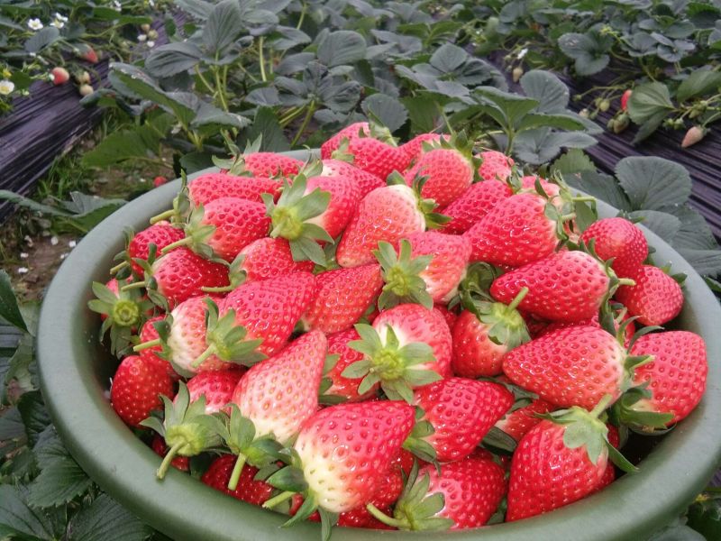 奶油草莓40~50克