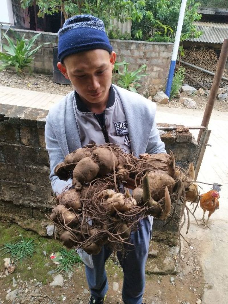 滇黄精选个茎块干货都有现货