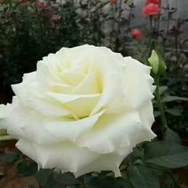 鲜切花白玫瑰种苗10~20cm