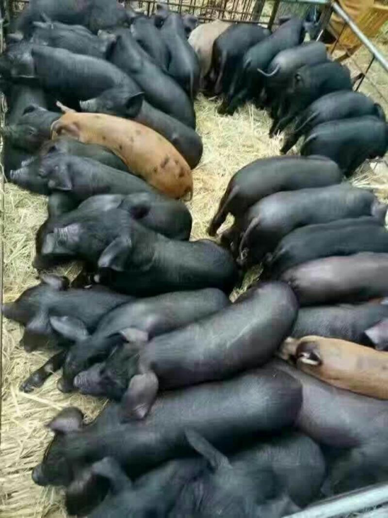 黑土仔猪养殖场全国供货，品种全，价格实