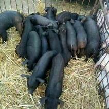 黑土仔猪养殖场全国供货，品种全，价格实