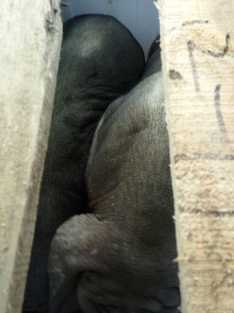太湖母猪原种高产母猪，支持专车运输，保证质量