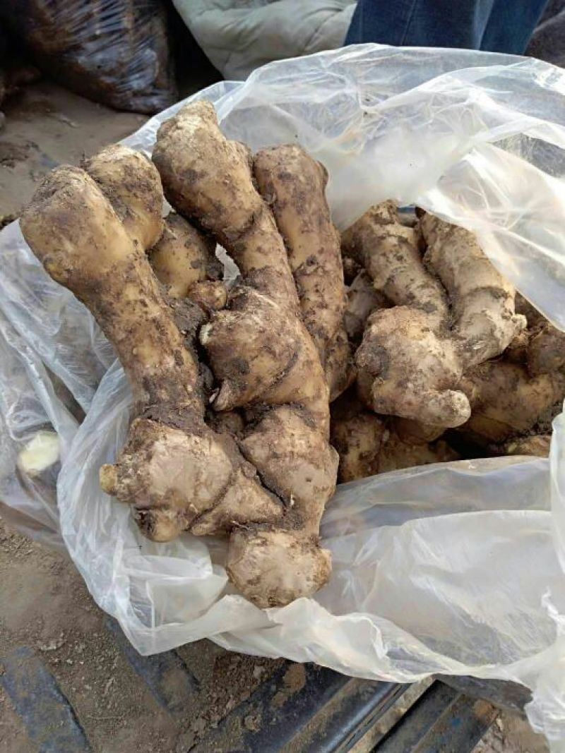 小黄姜地窖出姜质量好