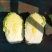 黄心白菜4~6斤净菜