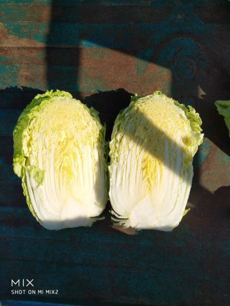 黄心白菜4~6斤净菜