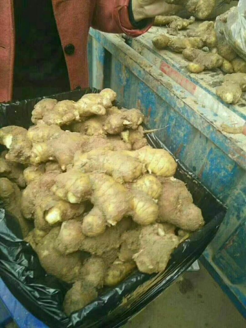 大黄姜地窖出姜质量好